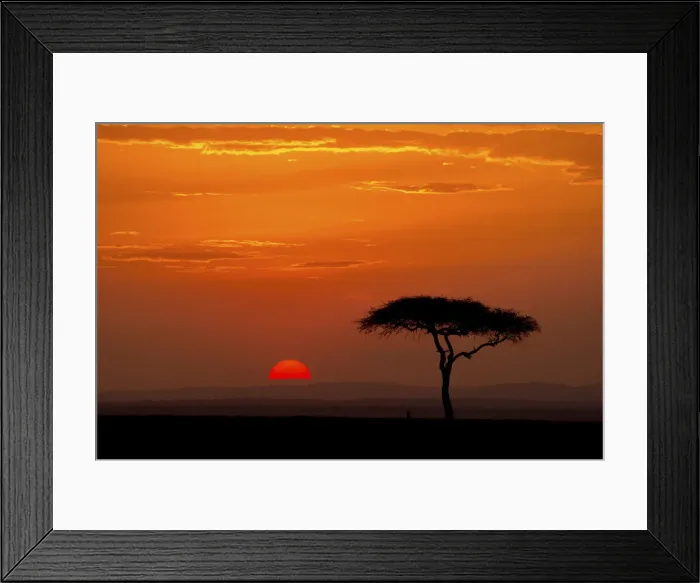 Framed Print : Sunrise with acacia tree, Serengeti, Tanzania, Africa Framed Print : Sunrise with acacia tree, Serengeti, Tanzania, Africa