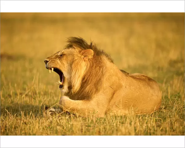 Large male lion yawning showing his teeth, Serengeti, Tanzania