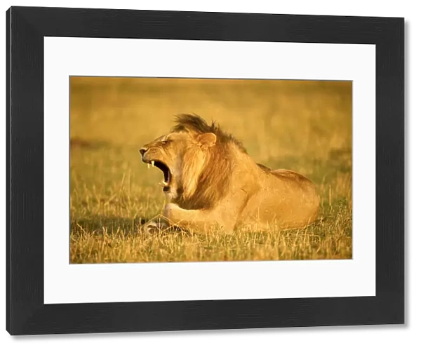 Large male lion yawning showing his teeth, Serengeti, Tanzania