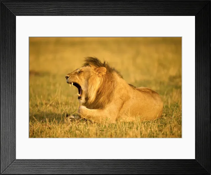 Framed Print : Large male lion yawning showing his teeth, Serengeti, Tanzania Framed Print : Large male lion yawning showing his teeth, Serengeti, Tanzania