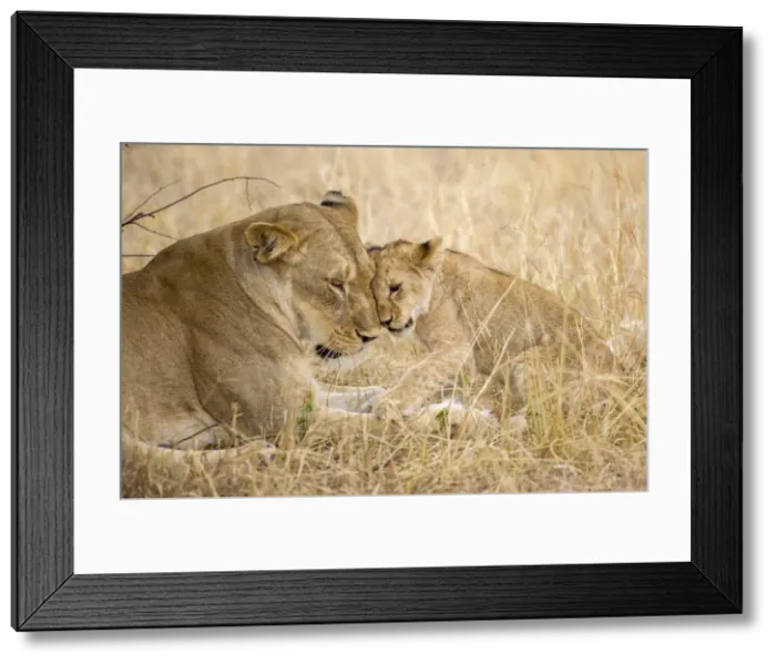 Framed Print : A young lion cub being affectionate with its mother lion, Serengeti Grumeti Reserve Framed Print : A young lion cub being affectionate with its mother lion, Serengeti Grumeti Reserve