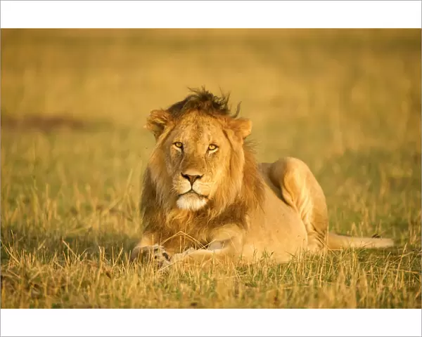 Large male maned lion staring at the camera, Serengeti, Tanzania