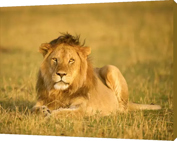 Large male maned lion staring at the camera, Serengeti, Tanzania