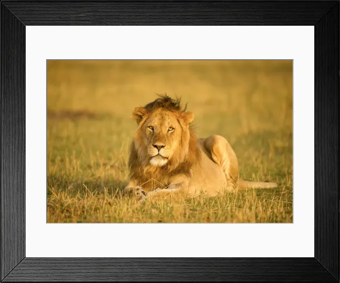 Framed Print : Large male maned lion staring at the camera, Serengeti, Tanzania Framed Print : Large male maned lion staring at the camera, Serengeti, Tanzania