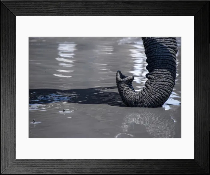 Framed Print : Ckose up of African Elephant trunk in waterhole, Serengeti, Tanzania, Africa Framed Print : Ckose up of African Elephant trunk in waterhole, Serengeti, Tanzania, Africa