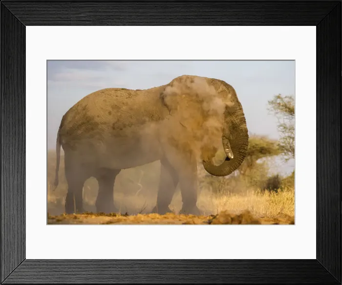 Framed Print : Large male African elephant giving himself a dust bath, Serengeti, Tanzania