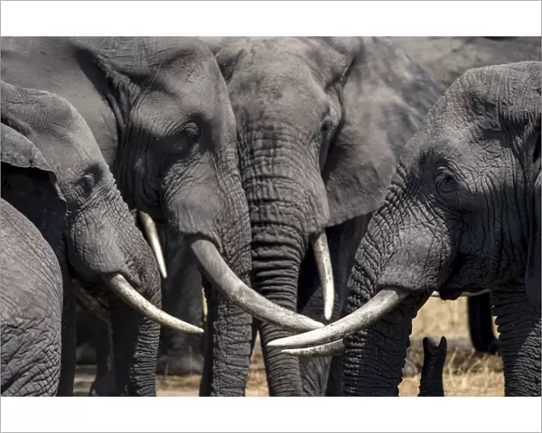A group of bull African elephants congregate around a waterhole, Serengeti National Park