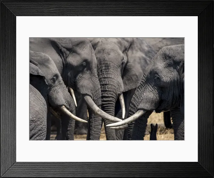 Framed Print : A group of bull African elephants congregate around a waterhole, Serengeti National Park