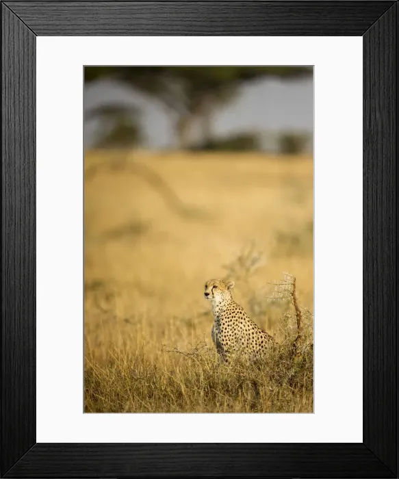 Framed Print : A female cheetah looking out frmo a termite mound, Serengeti Grumeti, Tanzania, Africa Framed Print : A female cheetah looking out frmo a termite mound, Serengeti Grumeti, Tanzania, Africa