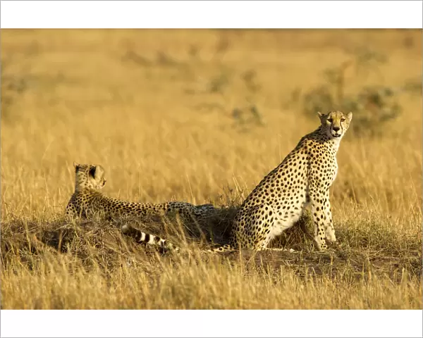 Two cheetah on a termite mound, Serengeti, Grumeti, Tanzania, Africa