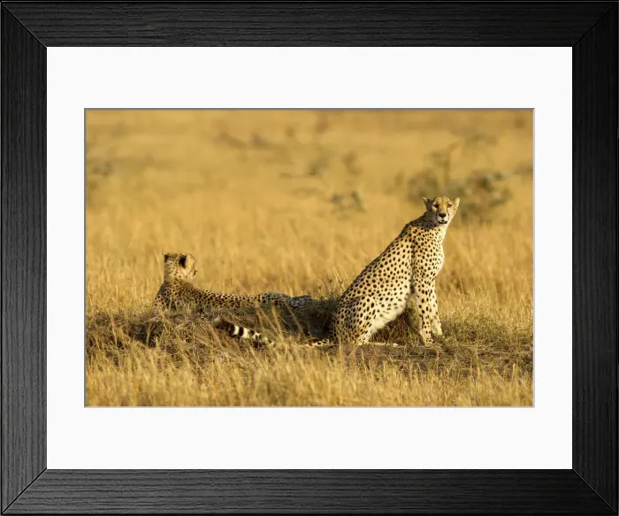 Framed Print : Two cheetah on a termite mound, Serengeti, Grumeti, Tanzania, Africa Framed Print : Two cheetah on a termite mound, Serengeti, Grumeti, Tanzania, Africa