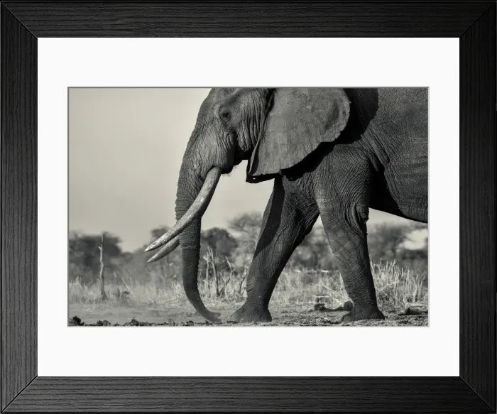 Framed Print : Black and white photo bull African elephant walking in the setting sun, Serengeti Framed Print : Black and white photo bull African elephant walking in the setting sun, Serengeti
