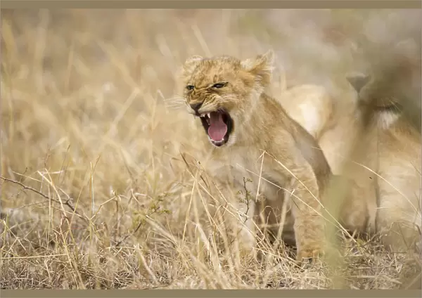 Lion cub shouting in the grass, Serengeti Grumeti Reserves, Tanzania, Africa
