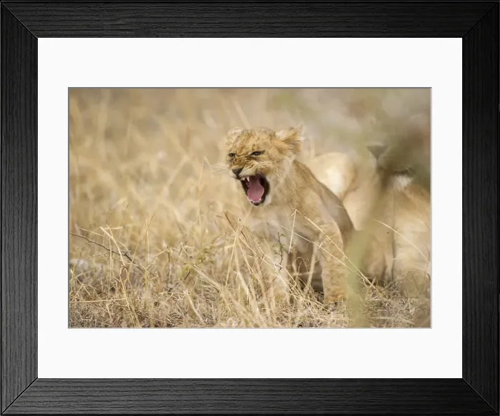 Framed Print : Lion cub shouting in the grass, Serengeti Grumeti Reserves, Tanzania, Africa Framed Print : Lion cub shouting in the grass, Serengeti Grumeti Reserves, Tanzania, Africa