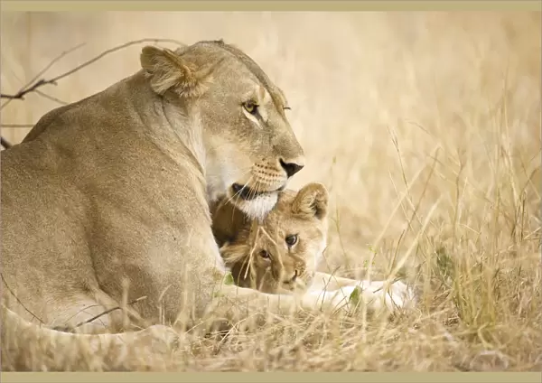 A young lion cub being affectionate with its mother lion, Serengeti Grumeti Reserve