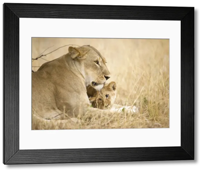 Framed Print : A young lion cub being affectionate with its mother lion, Serengeti Grumeti Reserve Framed Print : A young lion cub being affectionate with its mother lion, Serengeti Grumeti Reserve