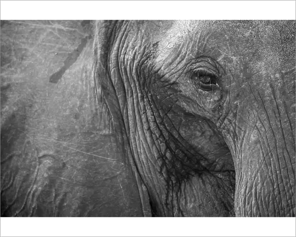 Close up of African elephant heaad and eye, Serengeti National Park, Black and white