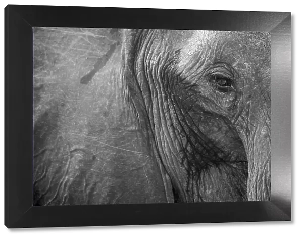 Close up of African elephant heaad and eye, Serengeti National Park, Black and white