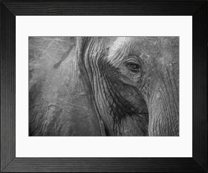 Framed Print : Close up of African elephant heaad and eye, Serengeti National Park, Black and white Framed Print : Close up of African elephant heaad and eye, Serengeti National Park, Black and white