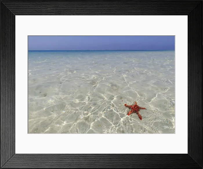 Framed Print : Tanzania. Zanzibar, Jambiani, starfish easily visible close to the reef at low tide Framed Print : Tanzania. Zanzibar, Jambiani, starfish easily visible close to the reef at low tide