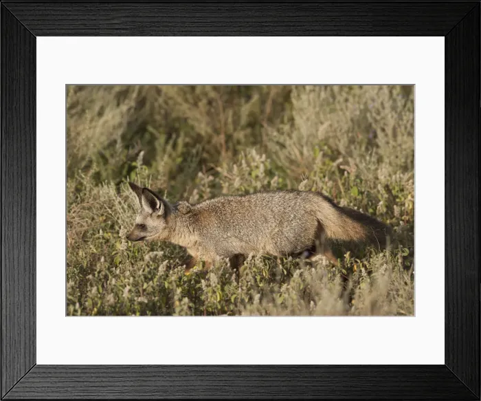 Framed Print : Bat-eared fox in the grass of the Serengeti, Tanzania