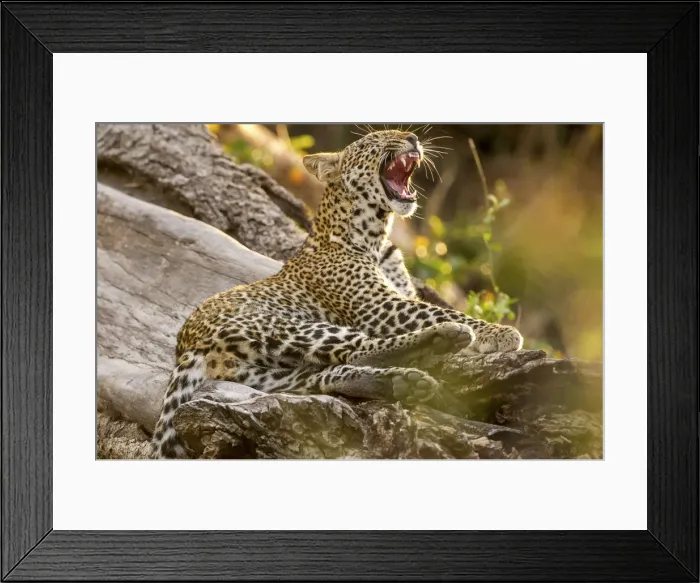 Framed Print : Young leopard on a tree trunk, yawning showing teeth, Serengeti Grumeti Reserve, Tanzania Framed Print : Young leopard on a tree trunk, yawning showing teeth, Serengeti Grumeti Reserve, Tanzania