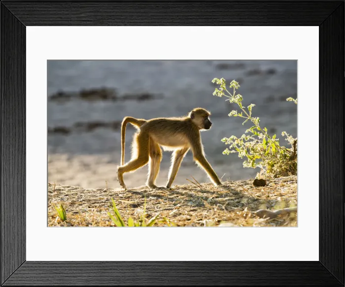 Framed Print : Yellow baboon walking, Ruaha National Park, Tanzania