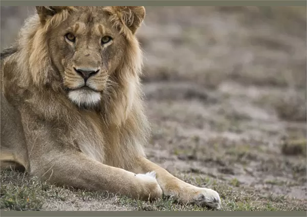 Male lion, Serengeti Tanzania