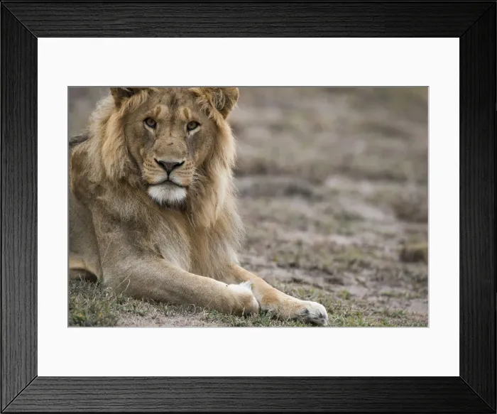 Framed Print : Male lion, Serengeti Tanzania