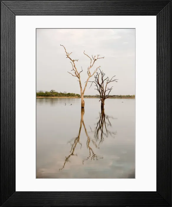 Framed Print : Dead trees in lake in Selous, Tanzania Framed Print : Dead trees in lake in Selous, Tanzania