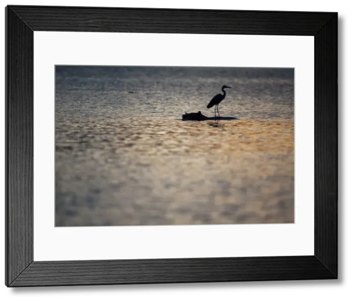 Framed Print : Grey heron on hippo, in lake, Selous, Tanzania Framed Print : Grey heron on hippo, in lake, Selous, Tanzania