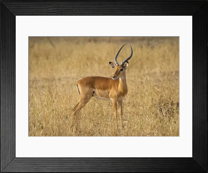 Framed Print : Male Impala antelope, Serengeti National Park, Tanzania Framed Print : Male Impala antelope, Serengeti National Park, Tanzania