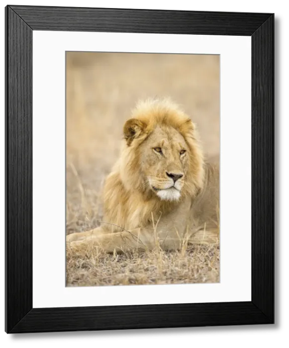 Framed Print : A large male lion looking away, Serengeti Grumeti, Tanzania, Africa Framed Print : A large male lion looking away, Serengeti Grumeti, Tanzania, Africa