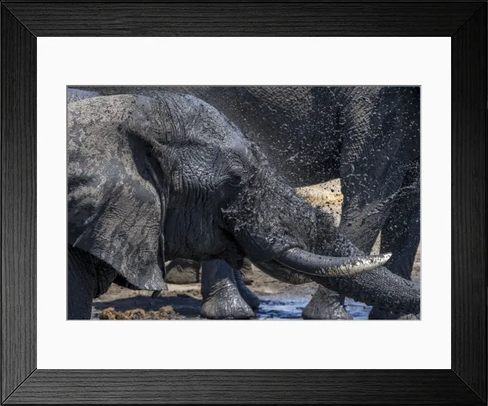 Framed Print : Bull African elephant washing at a waterhole, Serengeti National Park, Tanzania, Africa Framed Print : Bull African elephant washing at a waterhole, Serengeti National Park, Tanzania, Africa