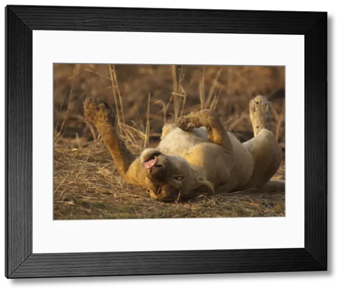 Framed Print : Lioness on her back, tongue out, Mikumi National park, Tanzania Framed Print : Lioness on her back, tongue out, Mikumi National park, Tanzania