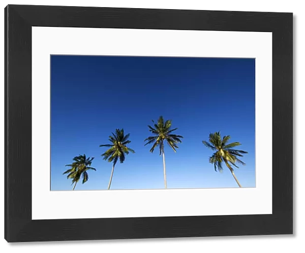 Four palm trees in blue sky, Mafia island, Tanzania