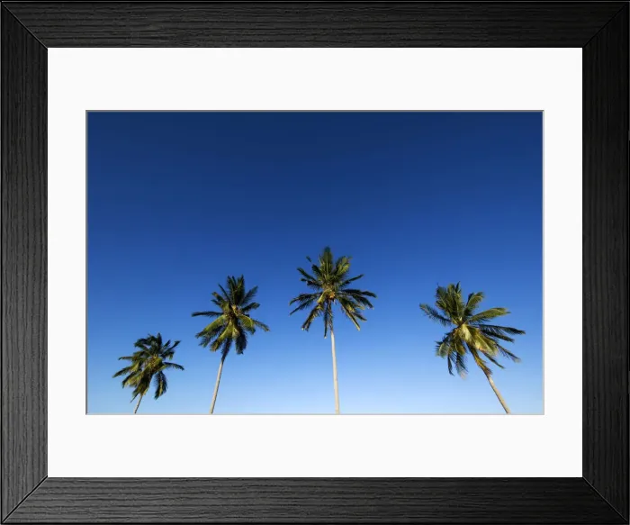 Framed Print : Four palm trees in blue sky, Mafia island, Tanzania