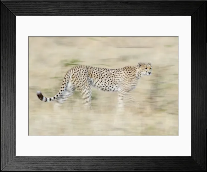 Framed Print : Running cheetah, Serengeti, Tanzania, Africa Framed Print : Running cheetah, Serengeti, Tanzania, Africa