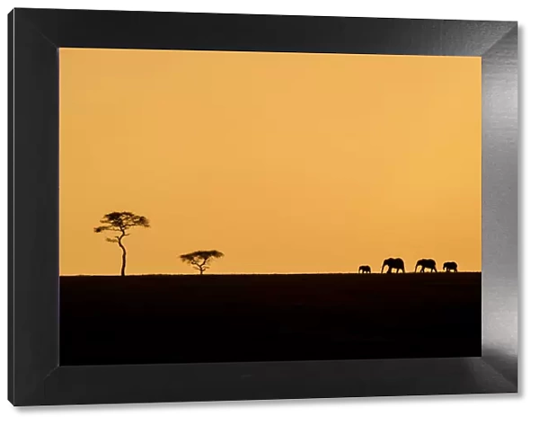 An elephant family silhouetted with an acacia tree on the horizon, Serengeti, Tanzania