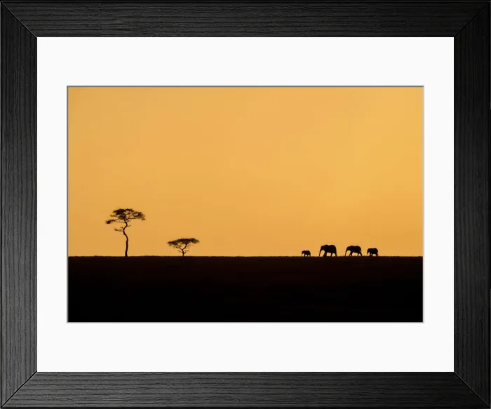 Framed Print : An elephant family silhouetted with an acacia tree on the horizon, Serengeti, Tanzania Framed Print : An elephant family silhouetted with an acacia tree on the horizon, Serengeti, Tanzania