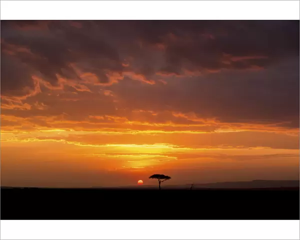 Big sky unrise with acacia tree, Serengeti, Tanzania, Africa