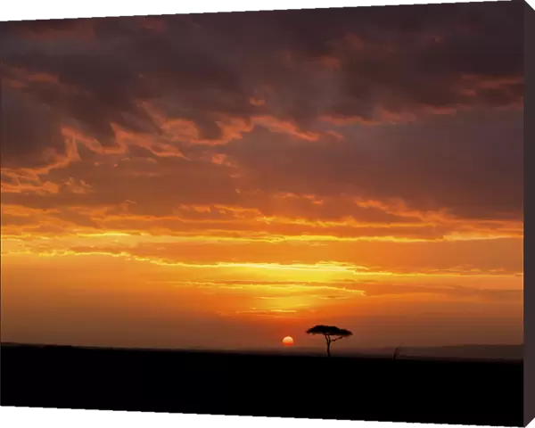 Big sky unrise with acacia tree, Serengeti, Tanzania, Africa