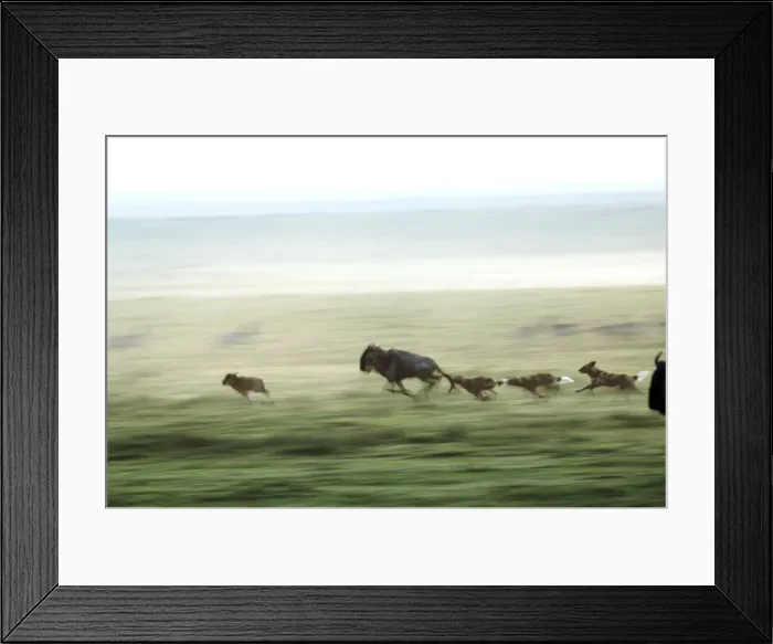 Framed Print : Wild dogs hunting wildebeeste, Piyaya, Tanzania Framed Print : Wild dogs hunting wildebeeste, Piyaya, Tanzania