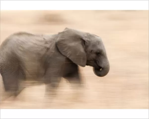 Young Elephant walking in Tarangire National Park, Tanzania