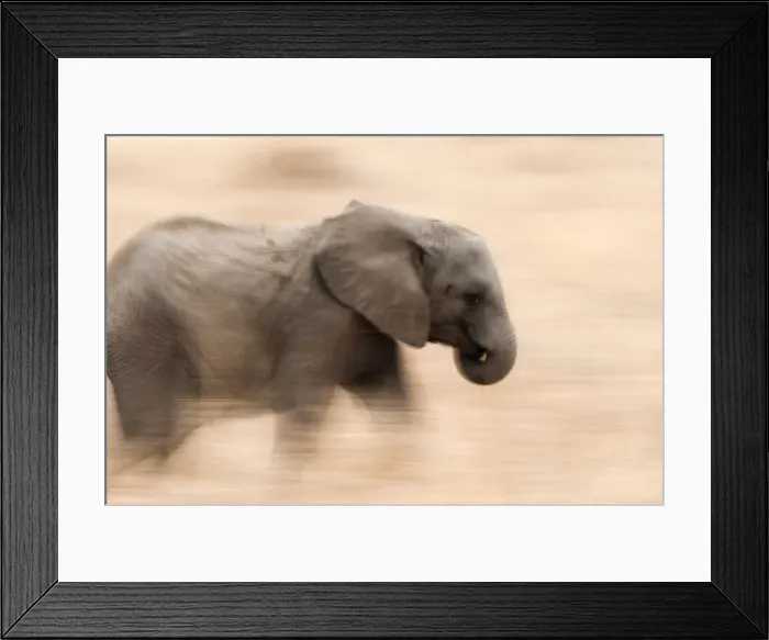 Framed Print : Young Elephant walking in Tarangire National Park, Tanzania