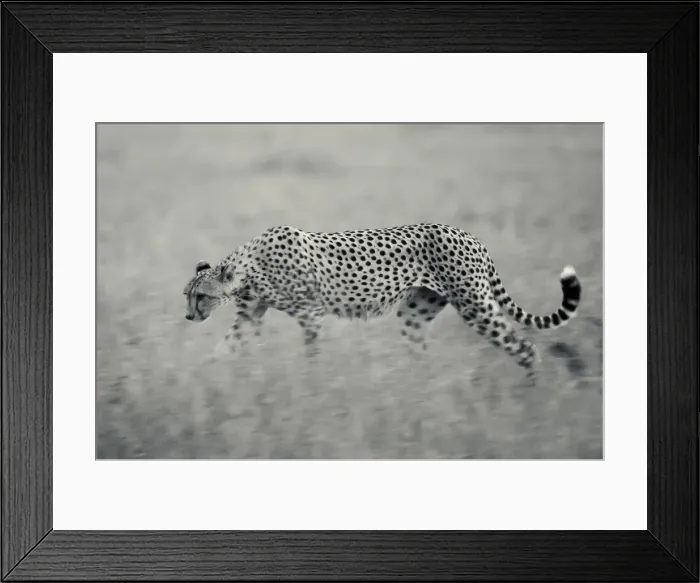 Framed Print : Cheetah walking late in evening in grass, Serengeti Grumeti Reserve Framed Print : Cheetah walking late in evening in grass, Serengeti Grumeti Reserve