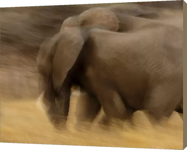 Elephant walking in Tarangire National Park, Tanzania