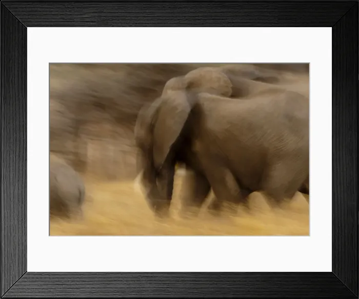 Framed Print : Elephant walking in Tarangire National Park, Tanzania