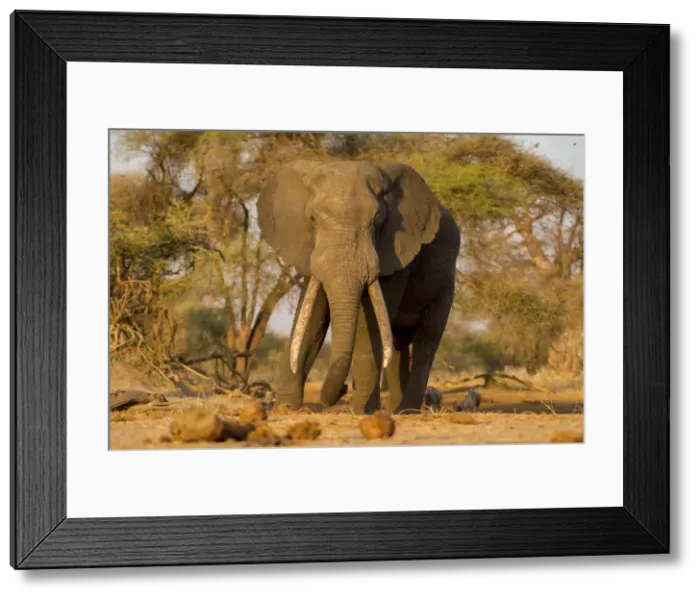 Framed Print : Male bull African elephant walking in the setting sun, Serengeti, Tanzania Framed Print : Male bull African elephant walking in the setting sun, Serengeti, Tanzania