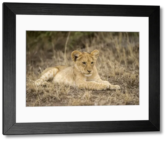 Framed Print : A young lion cub lying down, Serengeti Grumeti Reserve, Tanzania, Africa Framed Print : A young lion cub lying down, Serengeti Grumeti Reserve, Tanzania, Africa